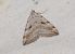 Aplocera efformata  - Hazel West